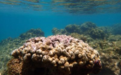 Na costa do Norte e Nordeste 50% de algumas espécies de corais morreram