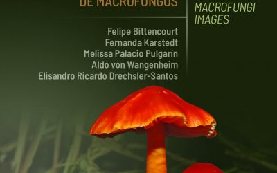 E-book gratuito auxilia na fotografia de Macrofungos