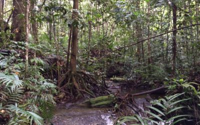 Florestas sobre lençóis freáticos rasos na Amazônia podem ter resposta mais eficiente às mudanças climáticas