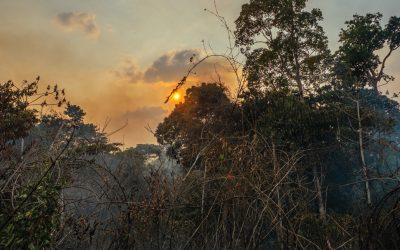 Cascata de efeitos sobre as florestas amazônicas potencializam as mudanças climáticas
