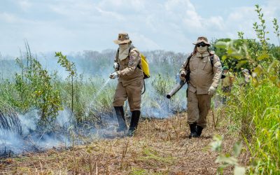 O PODER DEVASTADOR DAS QUEIMADAS NO PANTANAL