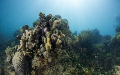 Mudanças climáticas causam declínio de recifes coralíneos em Abrolhos