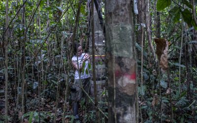 Pesquisa na Amazônia aborda conjuntamente fatores sobre a degradação florestal