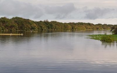 Pesquisadores Detectam Alterações na Fauna de Peixes em Lagos Nas Várzeas da Amazônia