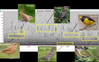 Técnicas de bioacústica caracterizam rapidamente ambientes ecológicos