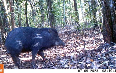 Porcos queixada são registrados no sudoeste de Goiás pela primeira vez