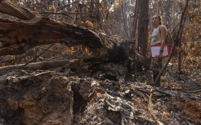 Megaincêncidos na Amazônia: estudos do PELD RAS ganham espaço na mídia