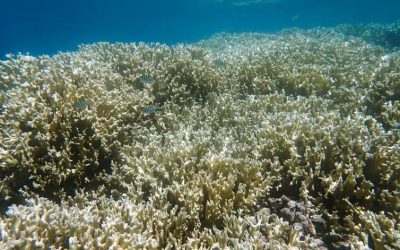 Branqueamento de corais: PELDs costeiros realizam monitoramento contínuo do fenômeno
