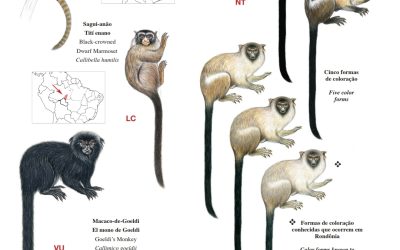 Conheça o guia “Primatas do Estado de Rondônia”