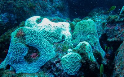 Fernando de Noronha enfrenta cenário crítico de branqueamento de corais